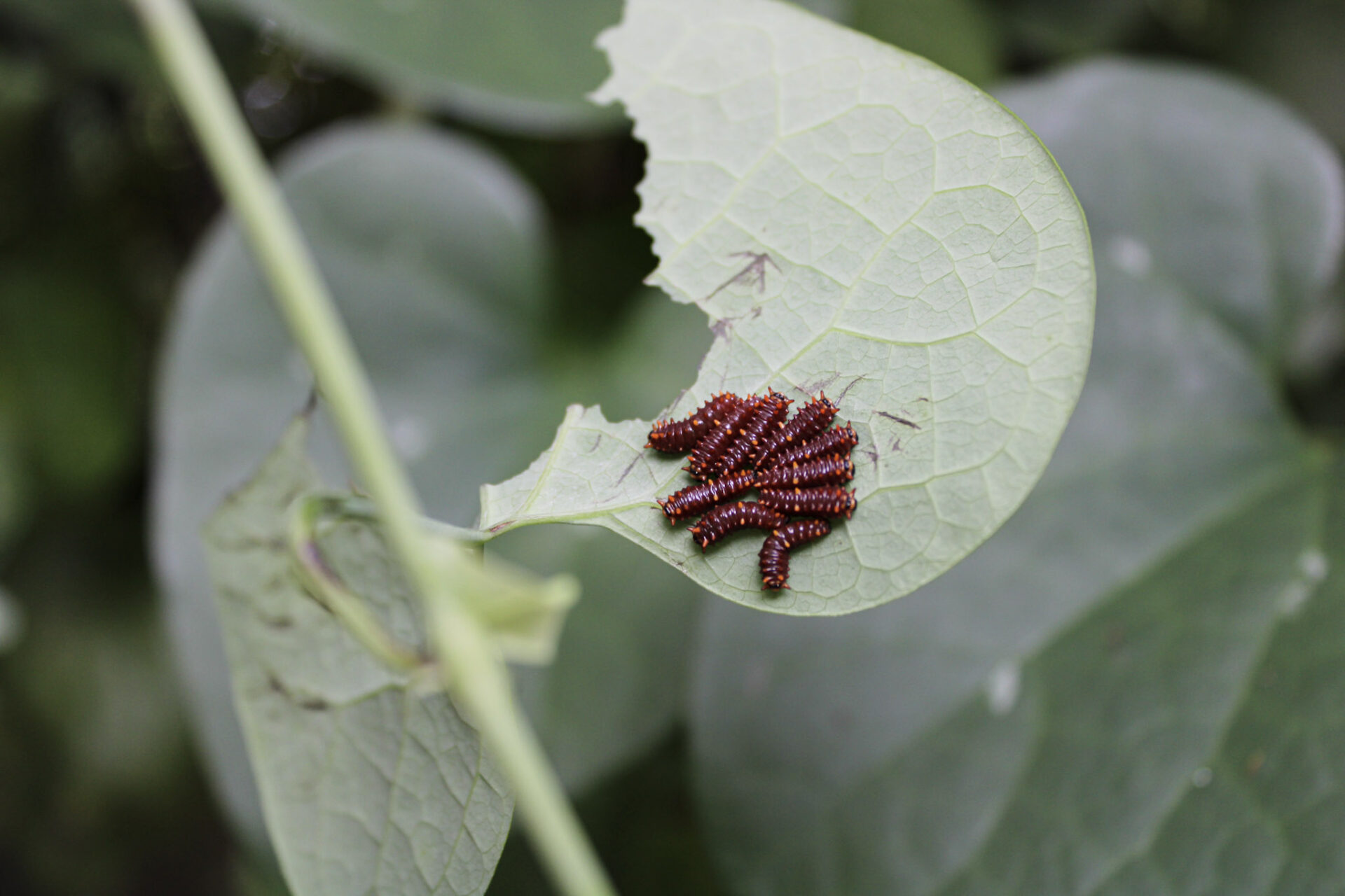 polydamas caterpillars